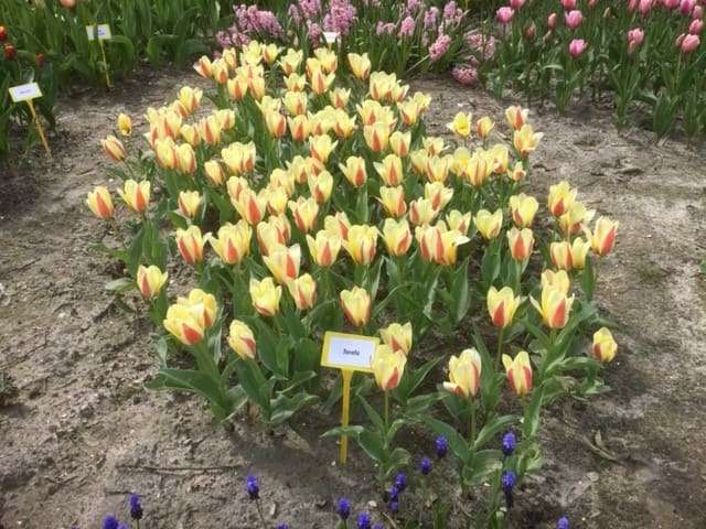 Bioflora - Tulpen