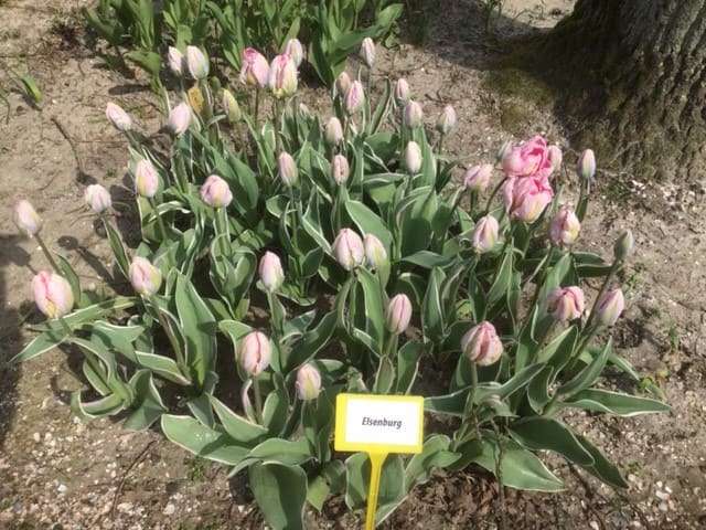 Bioflora - Tulpen